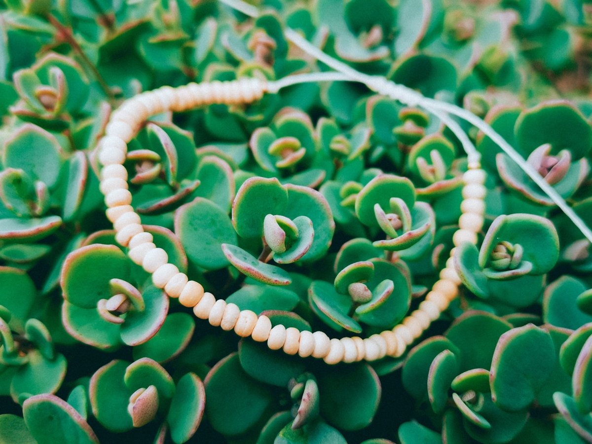 "Kalea“ Armband - Armbänder